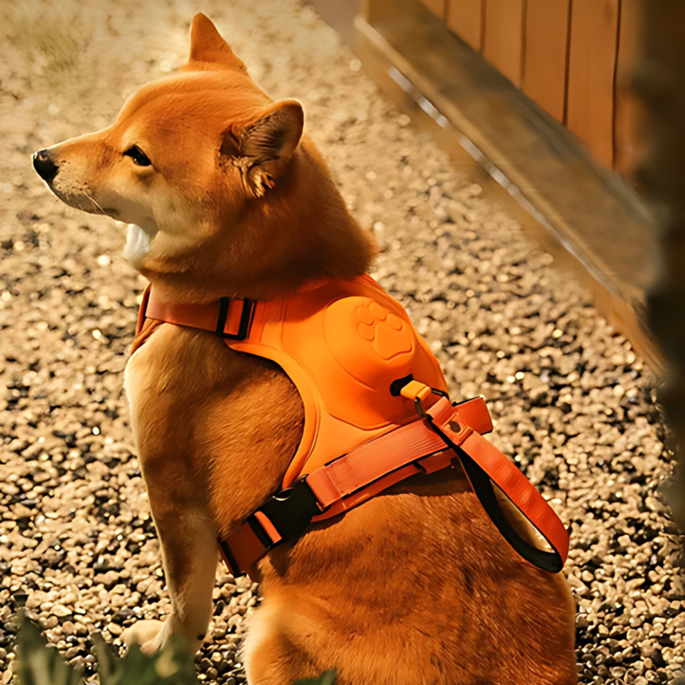 CosyLaisse - Laisse Rétractable 2-en-1 pour Chien 🐾